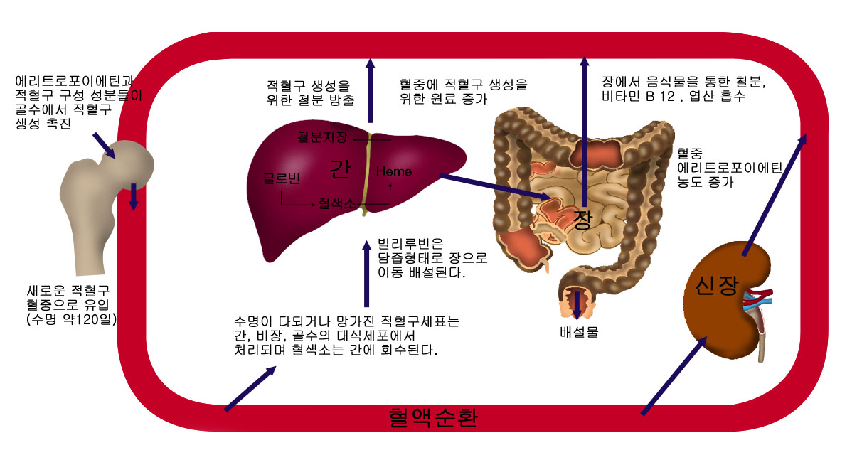 의약품 이미지